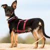 GOPI - spätere Adoption möglich 🙏