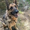 Muchtar, Schäferhund mit Ausbildung