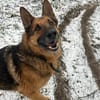Muchtar, Schäferhund mit Ausbildung