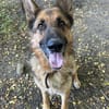 Muchtar, Schäferhund mit Ausbildung