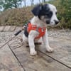 kleine Leni sucht ihre Menschen 🥰