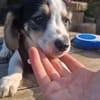 kleine Leni sucht ihre Menschen 🥰