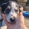kleine Leni sucht ihre Menschen 🥰