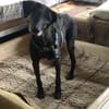 Naomi - eine zarte Hunde-Oma