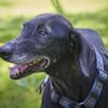 Naomi - eine zarte Hunde-Oma