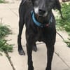 Naomi - eine zarte Hunde-Oma
