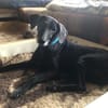 Naomi - eine zarte Hunde-Oma