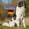 Boubis Notfall -  Wachsamer Begleiter