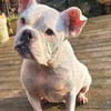 Prinzessin Diva sucht tierfreie Zone