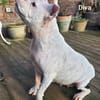 Prinzessin Diva sucht tierfreie Zone