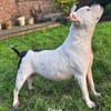 Prinzessin Diva sucht tierfreie Zone