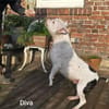 Prinzessin Diva sucht tierfreie Zone