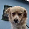 Nacho, liebenswertes Zwerglein sucht