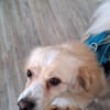 Nacho, liebenswertes Zwerglein sucht