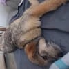 Mausi wartet auf ihren Menschen