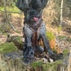 Mops-Rüde Fritz