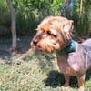 Yoyo, treuer Yorkshireterriermix ca. 5 J