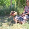Yoyo, treuer Yorkshireterriermix ca. 5 J