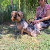 Yoyo, treuer Yorkshireterriermix ca. 5 J