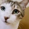 Rocky, stattlicher Schmusekater, ca. 4 J