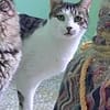 Rocky, stattlicher Schmusekater, ca. 4 J