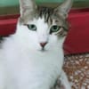 Rocky, stattlicher Schmusekater, ca. 4 J