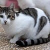 Rocky, stattlicher Schmusekater, ca. 4 J