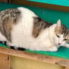 Rocky, stattlicher Schmusekater, ca. 4 J