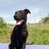 Ricky ein toller Labbymix