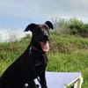 Ricky ein toller Labbymix