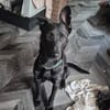 Verspielter Samu