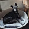 Verspielter Samu