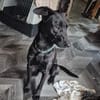 Verspielter Samu