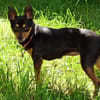 Polly - wartet im Canile Tortoli, IT