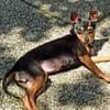 Polly - wartet im Canile Tortoli, IT