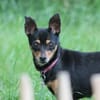 Polly - wartet im Canile Tortoli, IT