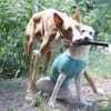Xenon - Bildschöner Podenco