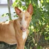 Xenon - Bildschöner Podenco