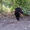 Matteo, aufgeweckter Hundejunge, ca. 9 M