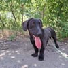 Matteo, aufgeweckter Hundejunge, ca. 9 M