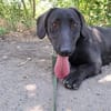 Matteo, aufgeweckter Hundejunge, ca. 9 M
