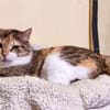 Lucky, ausgeglichene Katzenlady, ca. 5 J