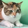 Lucky, ausgeglichene Katzenlady, ca. 5 J