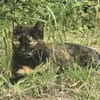 Sabrina, sanfte Katzendame, ca. 5 Jahre