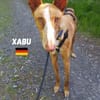 Xabu - Bildschöner Podenco