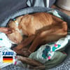 Xabu - Bildschöner Podenco