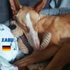 Xabu - Bildschöner Podenco