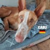 Xabu - Bildschöner Podenco