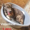 Valentina 💛💛💛 verschmust, anhänglich