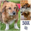 SOX *liebt Menschen, möchte dabei sein